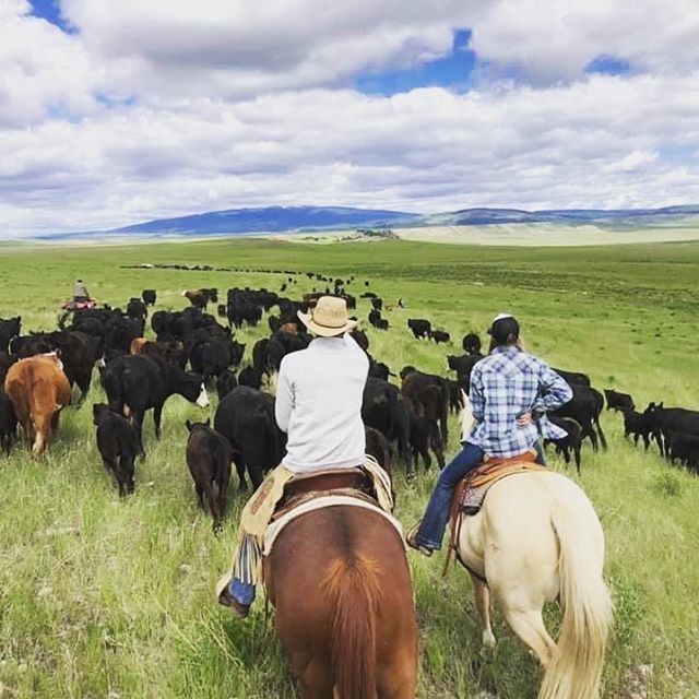 magpie ranch co trailing cows